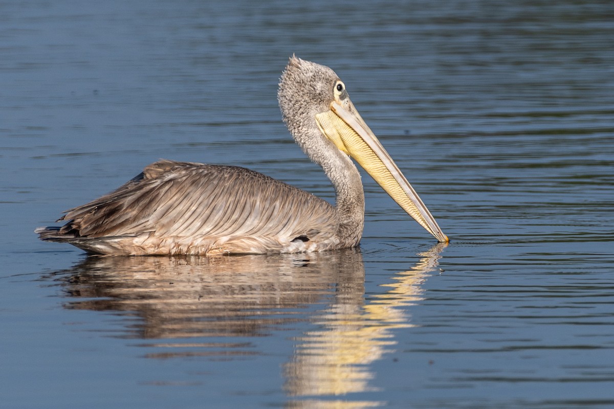 Pink-backed Pelican - ML614196127
