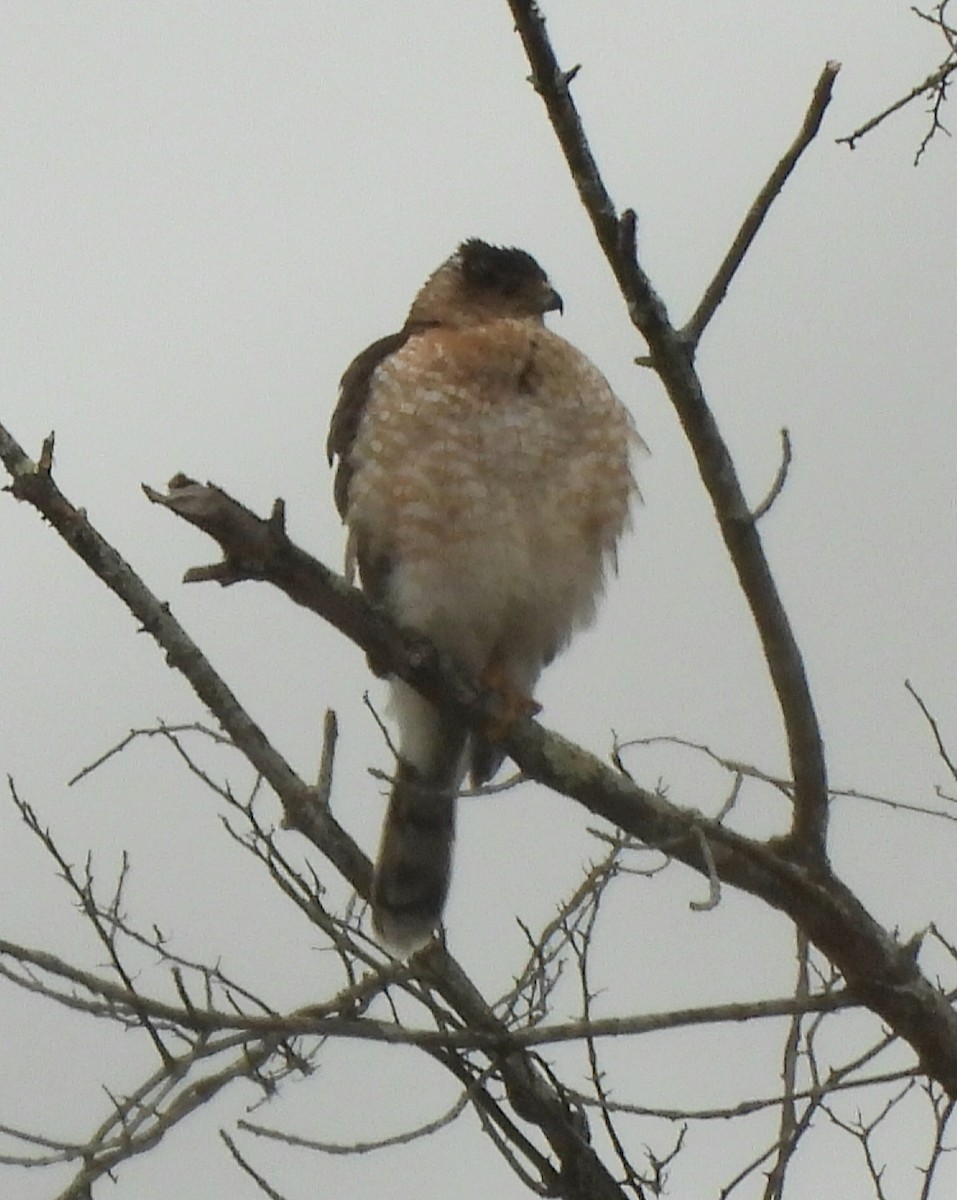 Cooper's Hawk - ML614196133