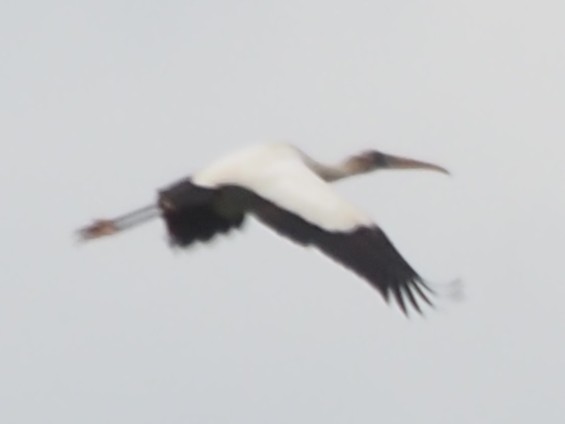 Wood Stork - David Hochadel