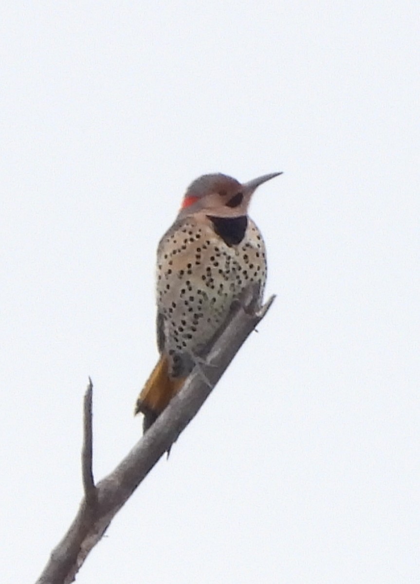 Northern Flicker - ML614196142