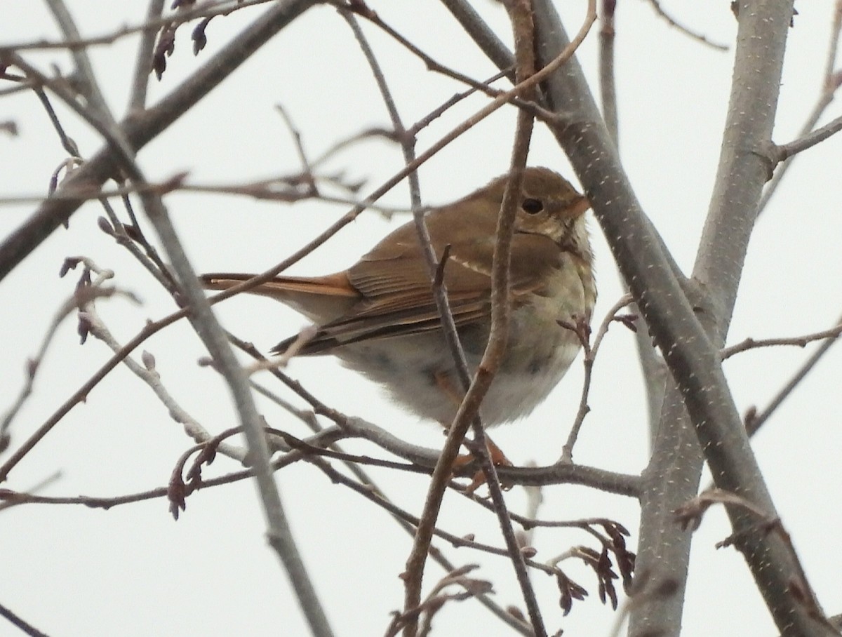 Hermit Thrush - ML614196149