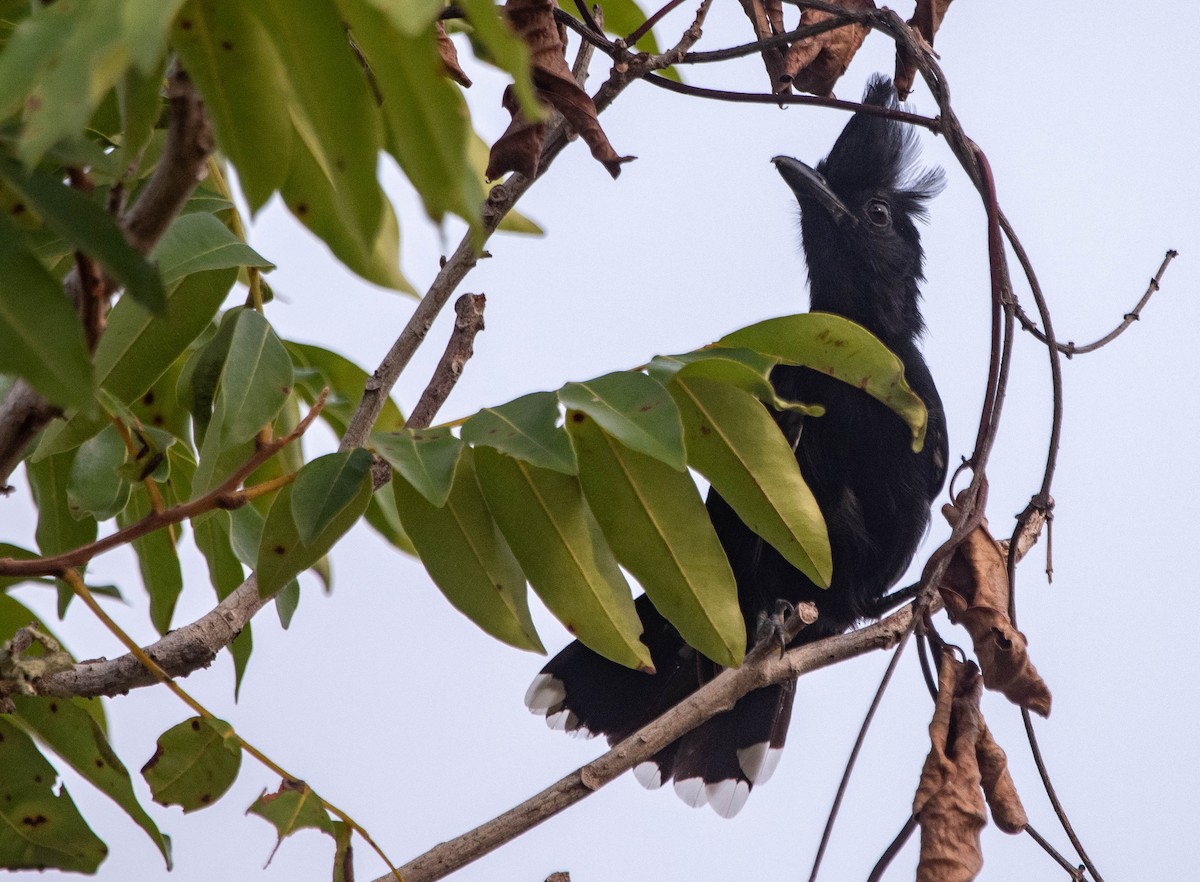 Glossy Antshrike - ML614196184