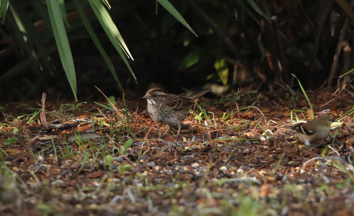 White-throated Sparrow - ML614196344