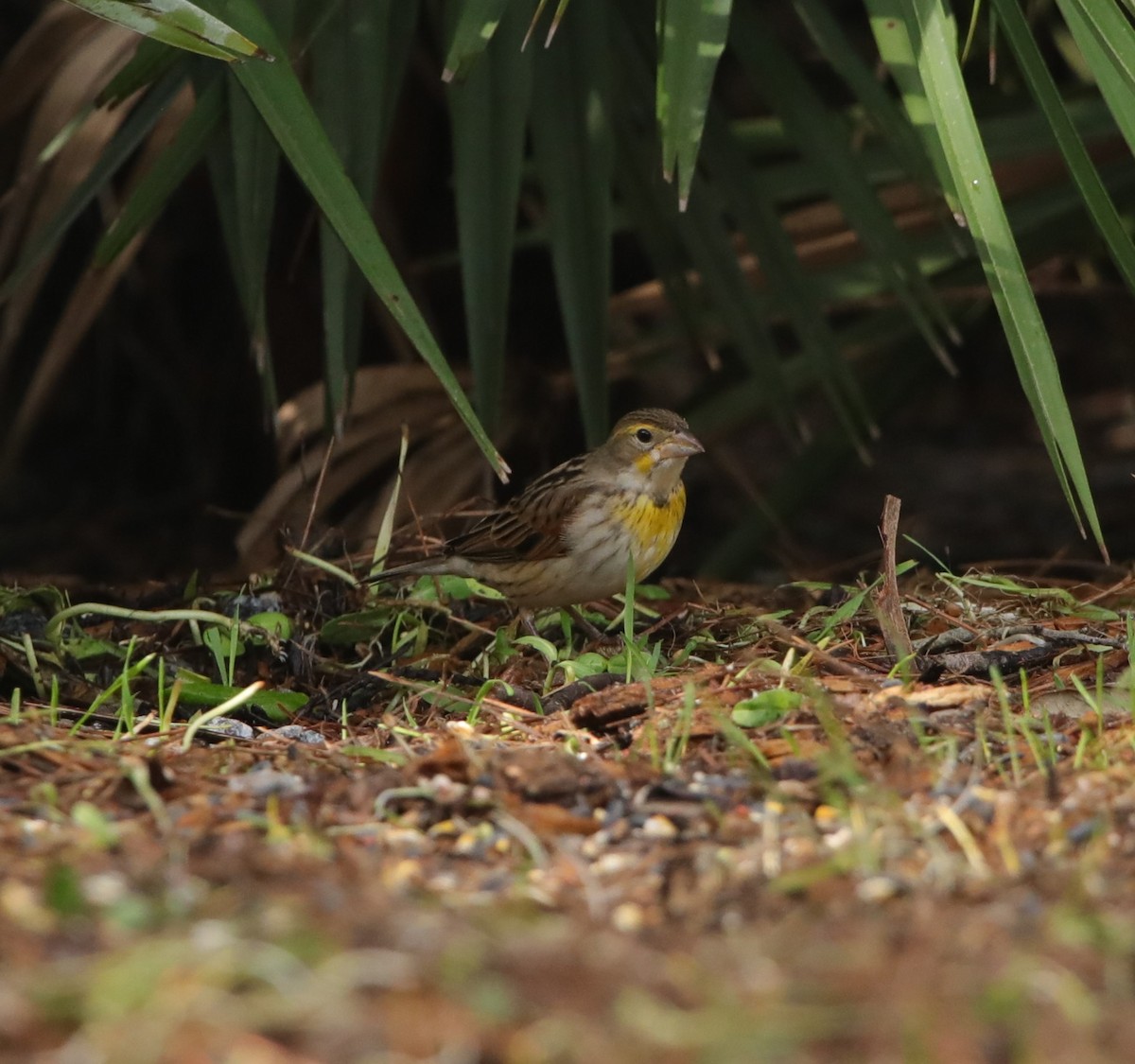 Dickcissel - ML614196351