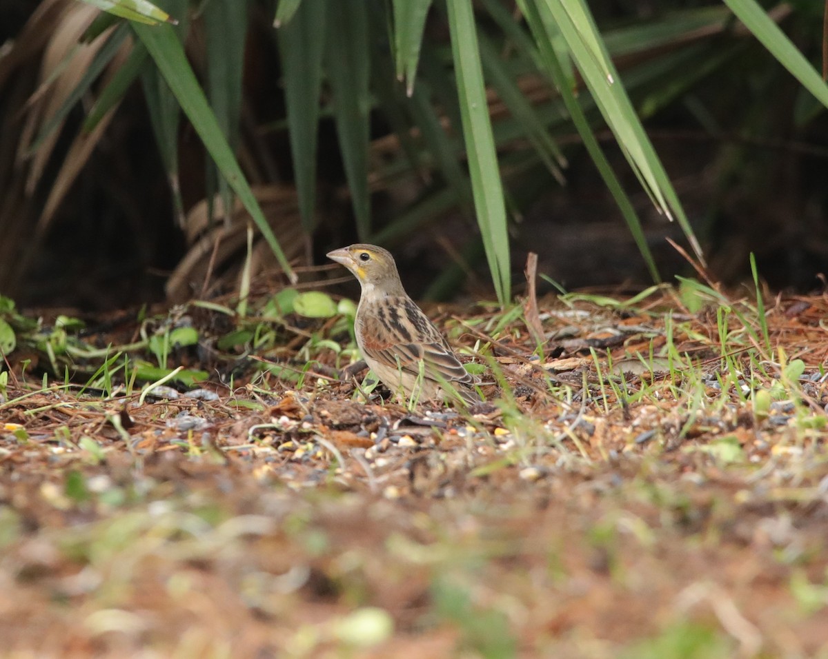 Dickcissel d'Amérique - ML614196352