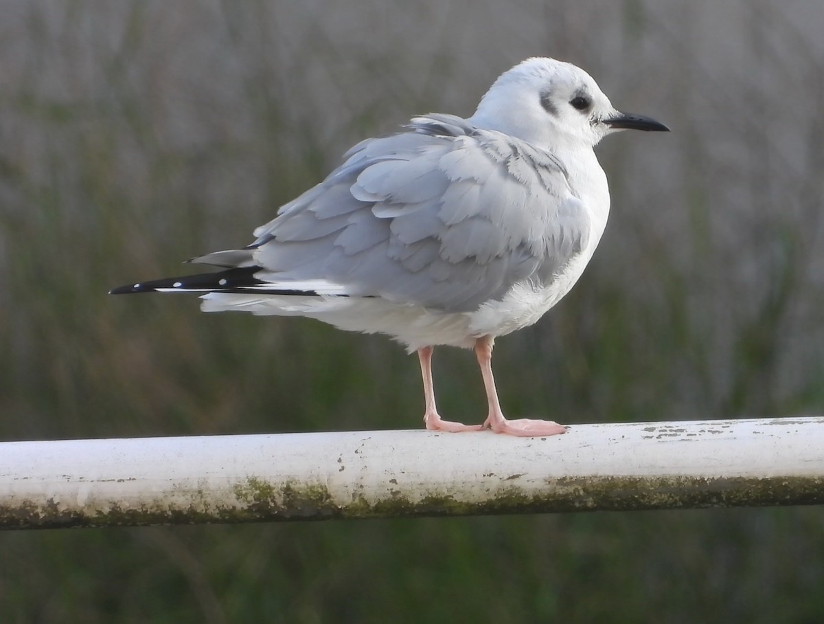 Bonaparte's Gull - ML614196361