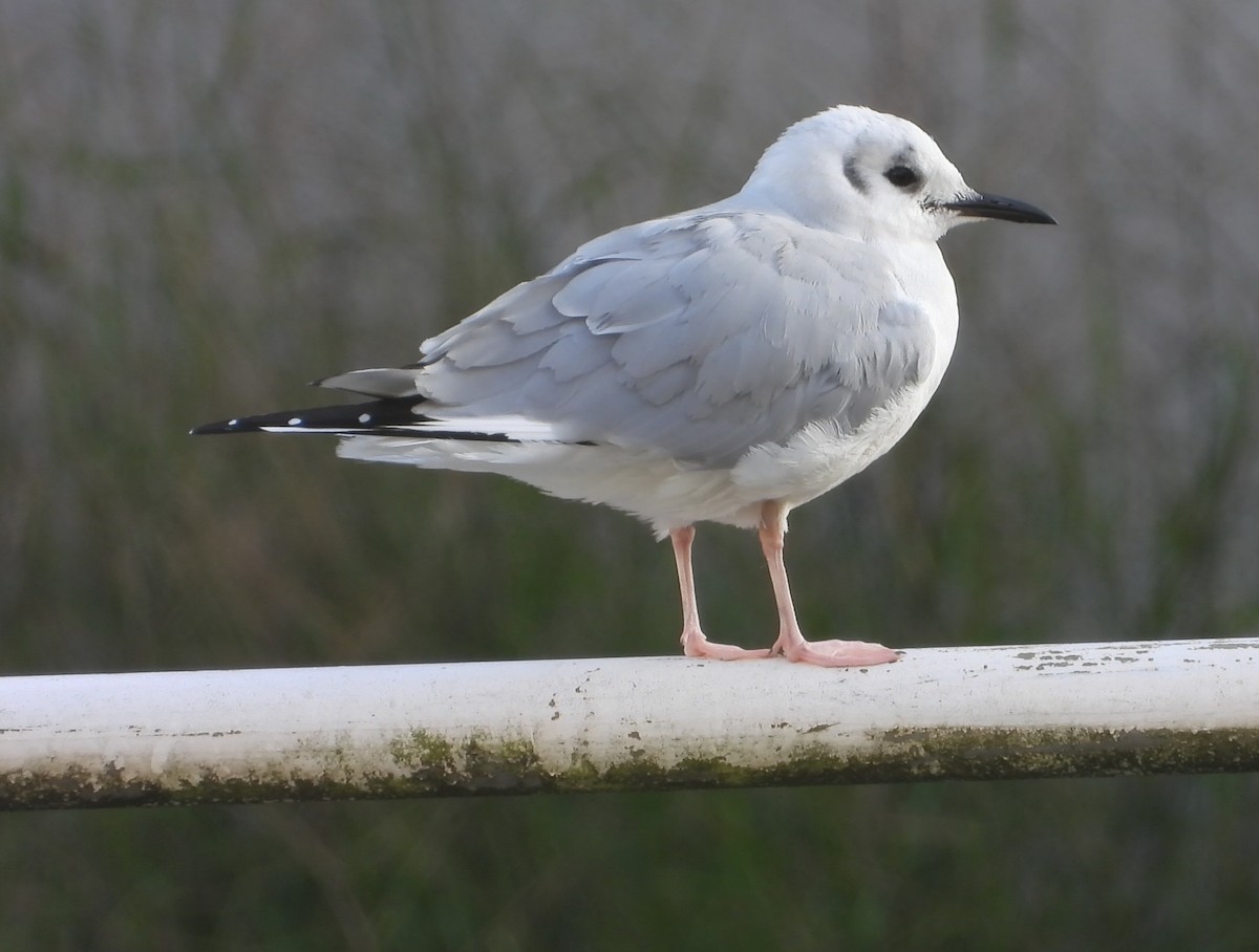 Bonaparte's Gull - ML614196362