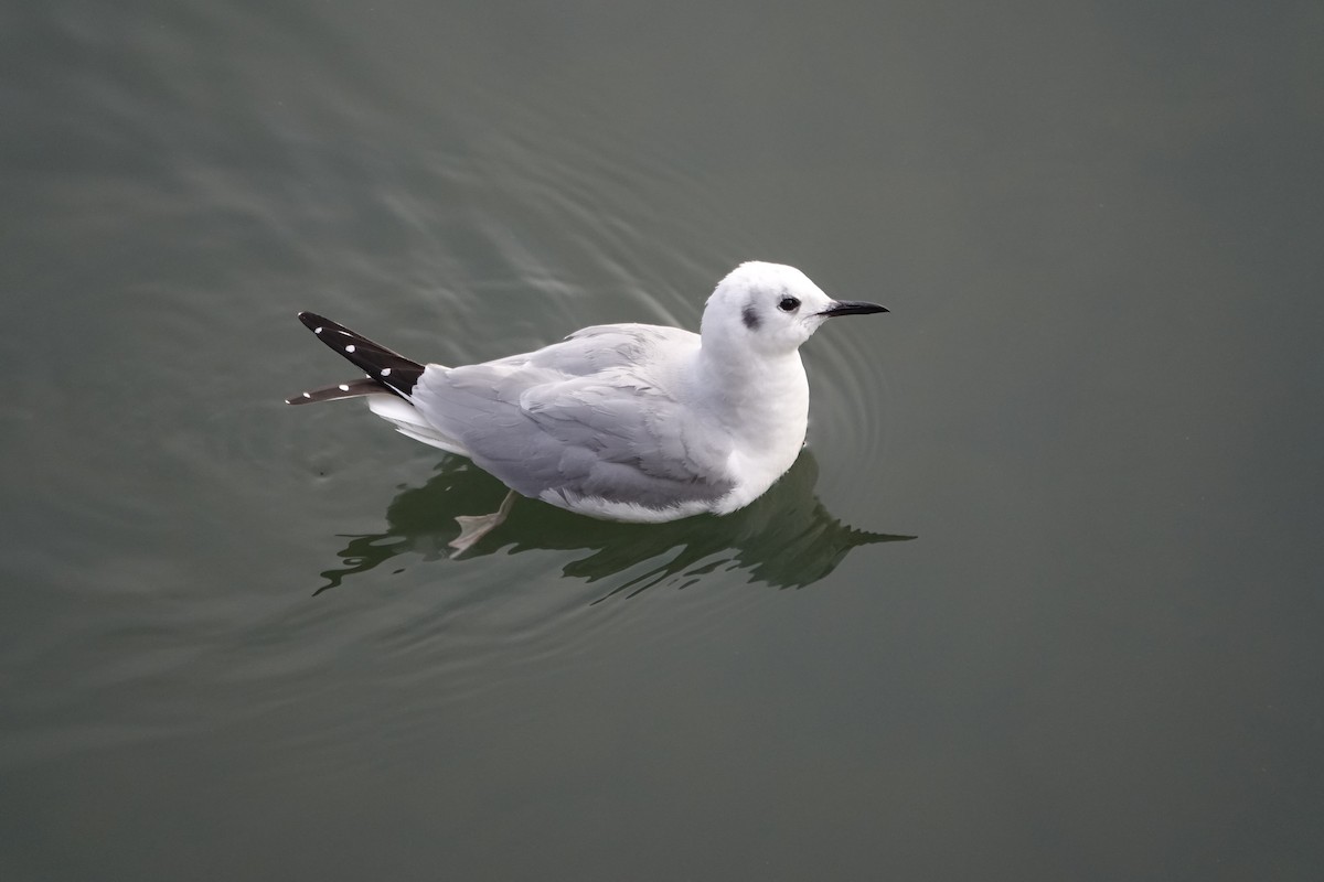 Bonaparte's Gull - ML614196363