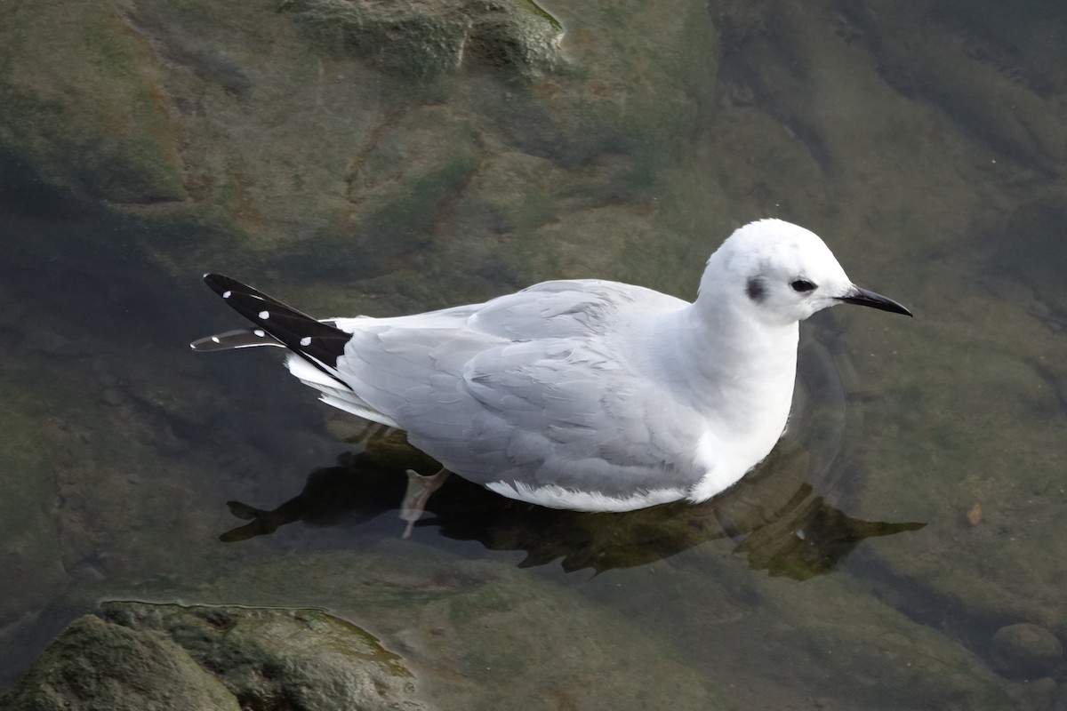 Bonaparte's Gull - ML614196364