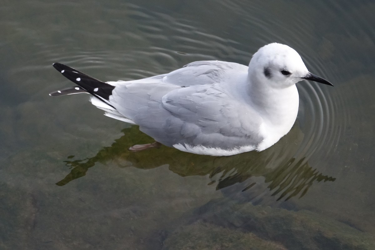 Bonaparte's Gull - ML614196365