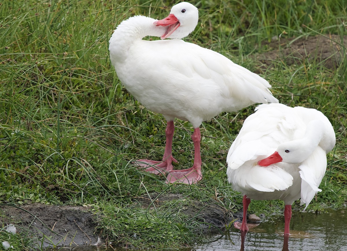 Coscoroba Swan - Craig Rasmussen