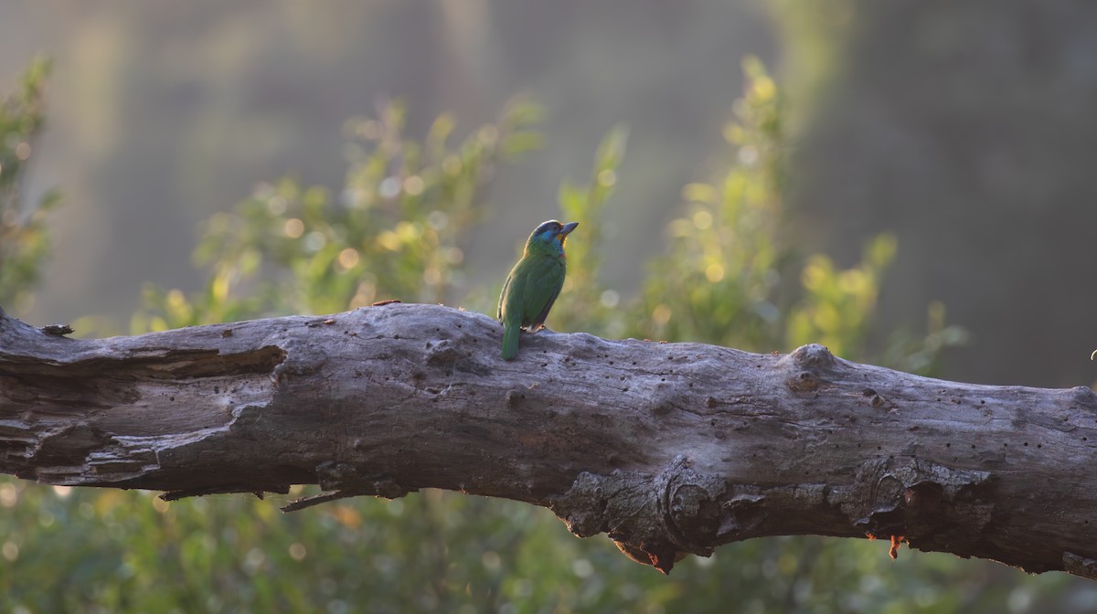 Taiwan Barbet - ML614196448