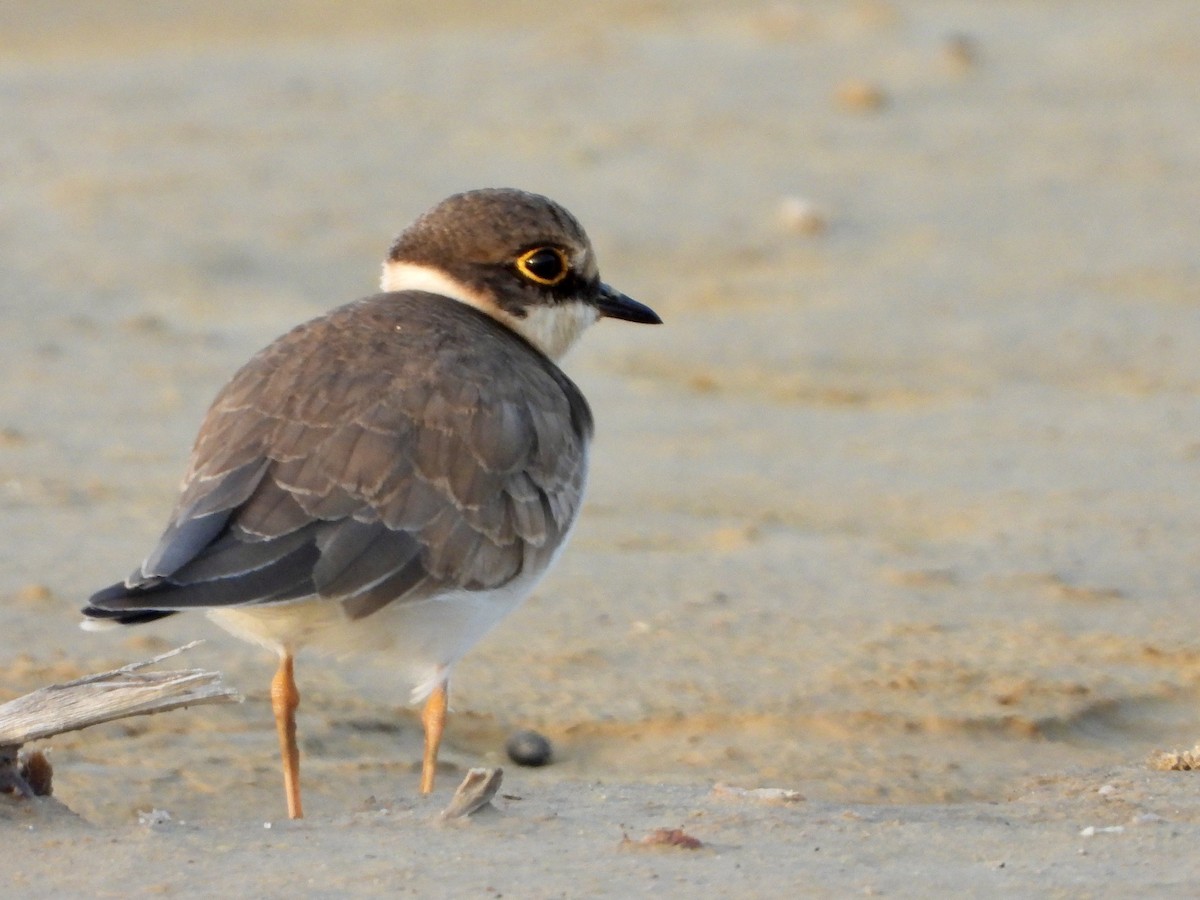 Little Ringed Plover - ML614196483