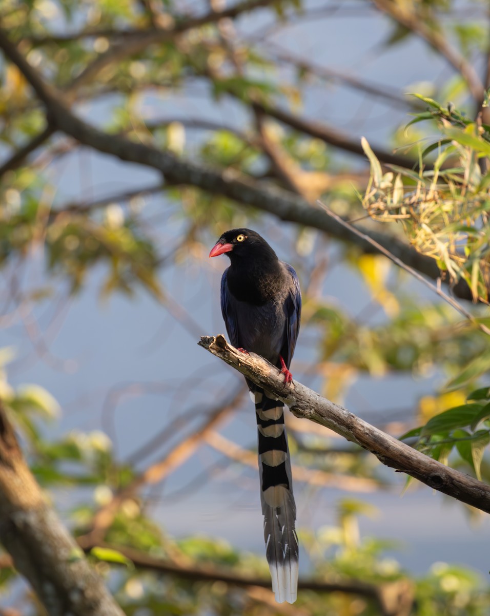 Taiwan Blue-Magpie - ML614196484