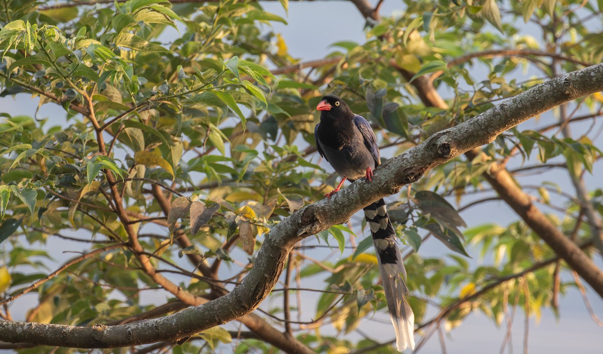 Taiwan Blue-Magpie - ML614196485