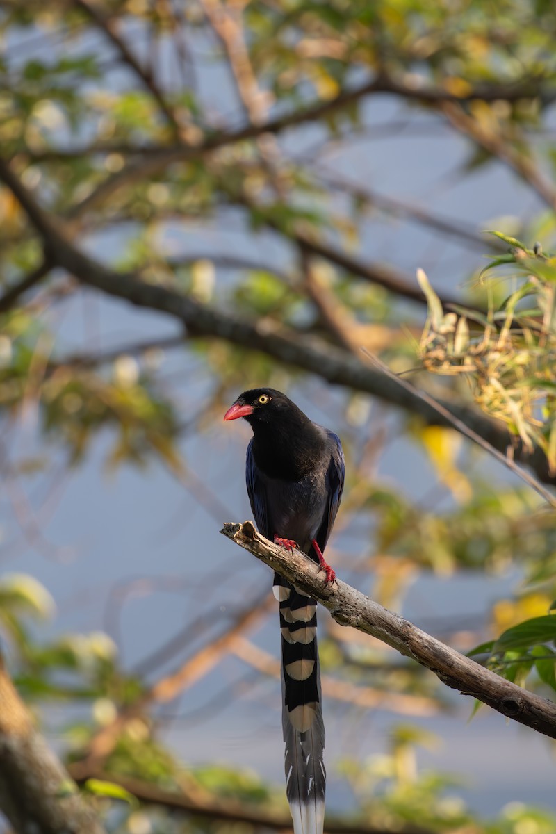 Taiwan Blue-Magpie - ML614196486