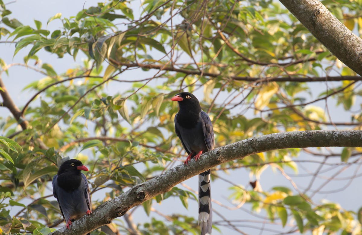 Taiwan Blue-Magpie - ML614196487