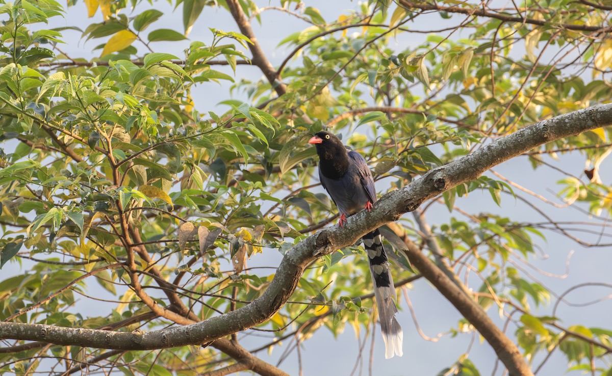 Taiwan Blue-Magpie - ML614196488