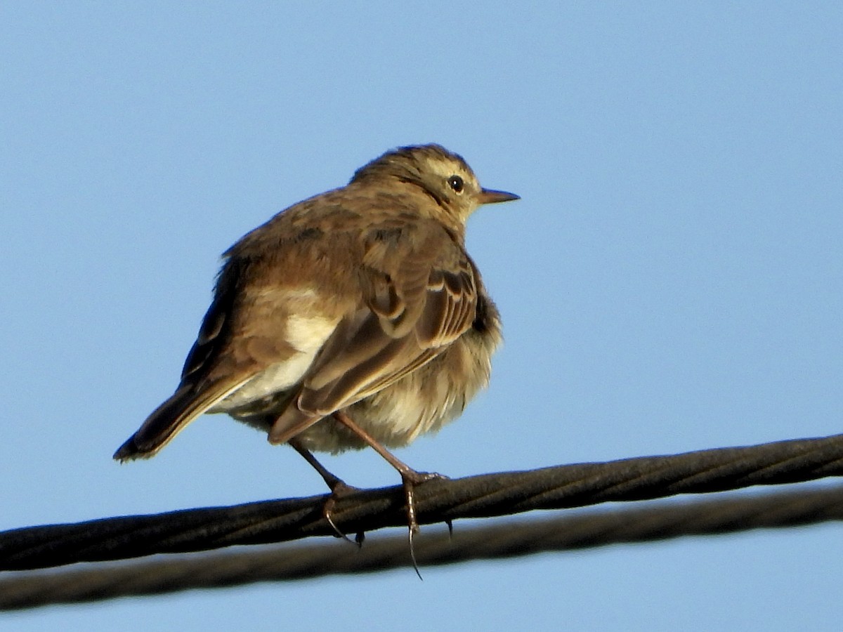 Water Pipit - Jose Manuel Reyes Paez