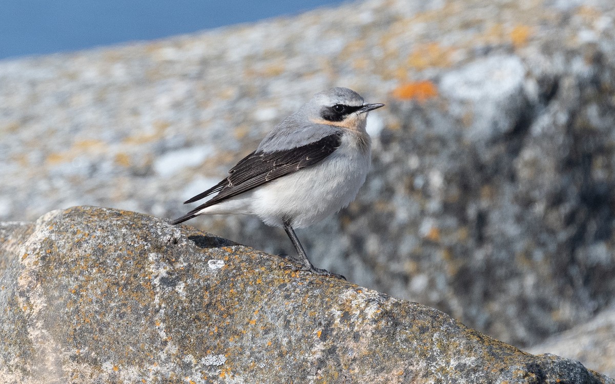 Northern Wheatear - ML614196530