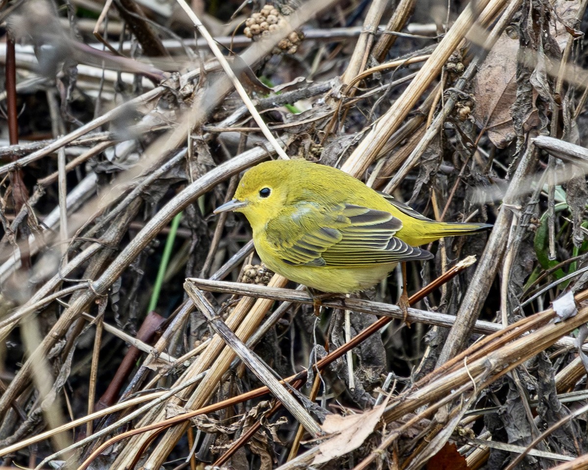 Paruline jaune (groupe aestiva) - ML614196531