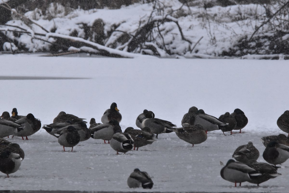 Northern Pintail - ML614196554