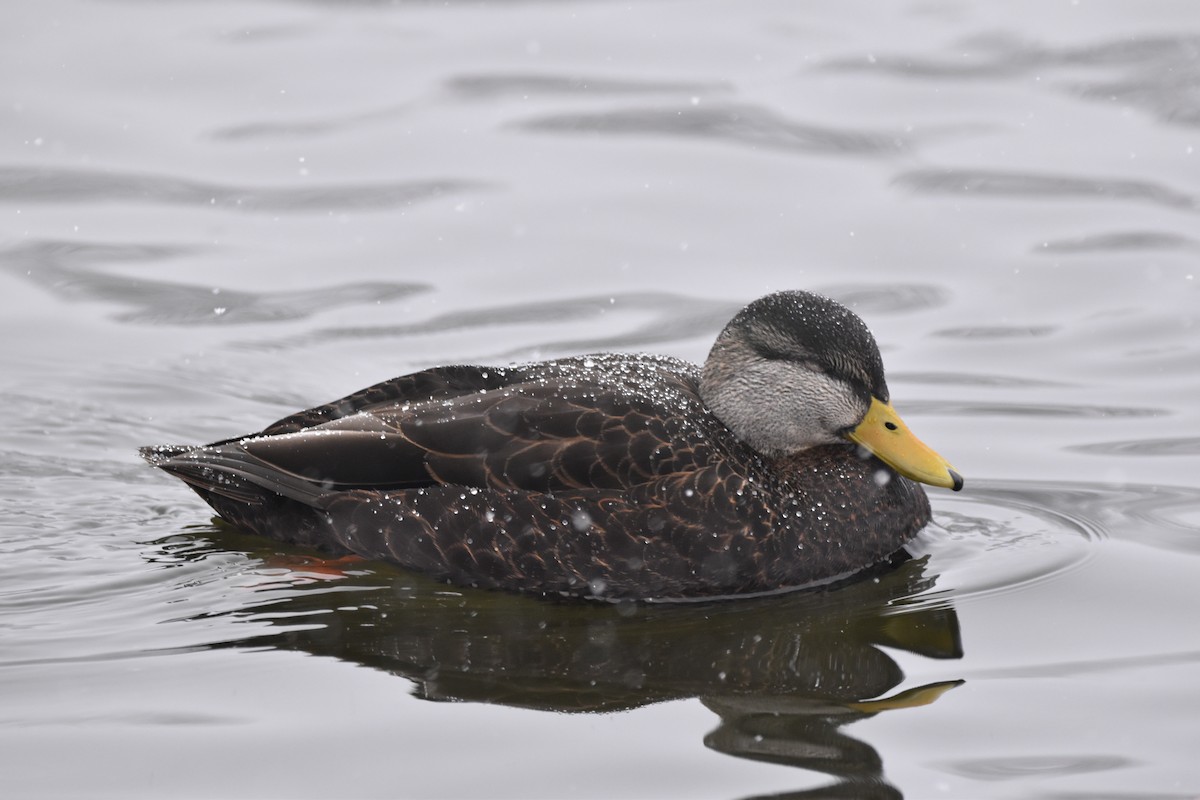 American Black Duck - ML614196563