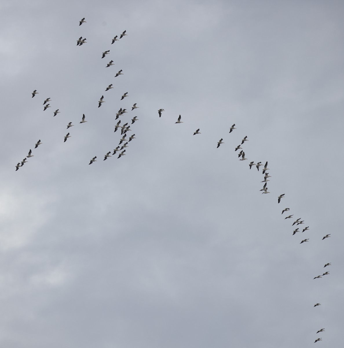 American White Pelican - ML614196581