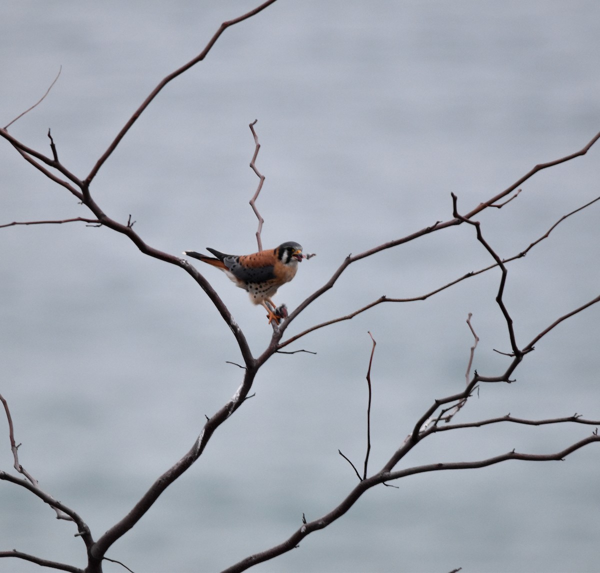 American Kestrel - ML614196625