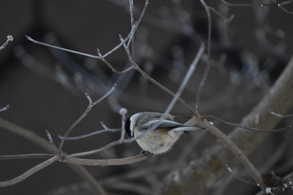 Carolina Chickadee - Samuel Wilson