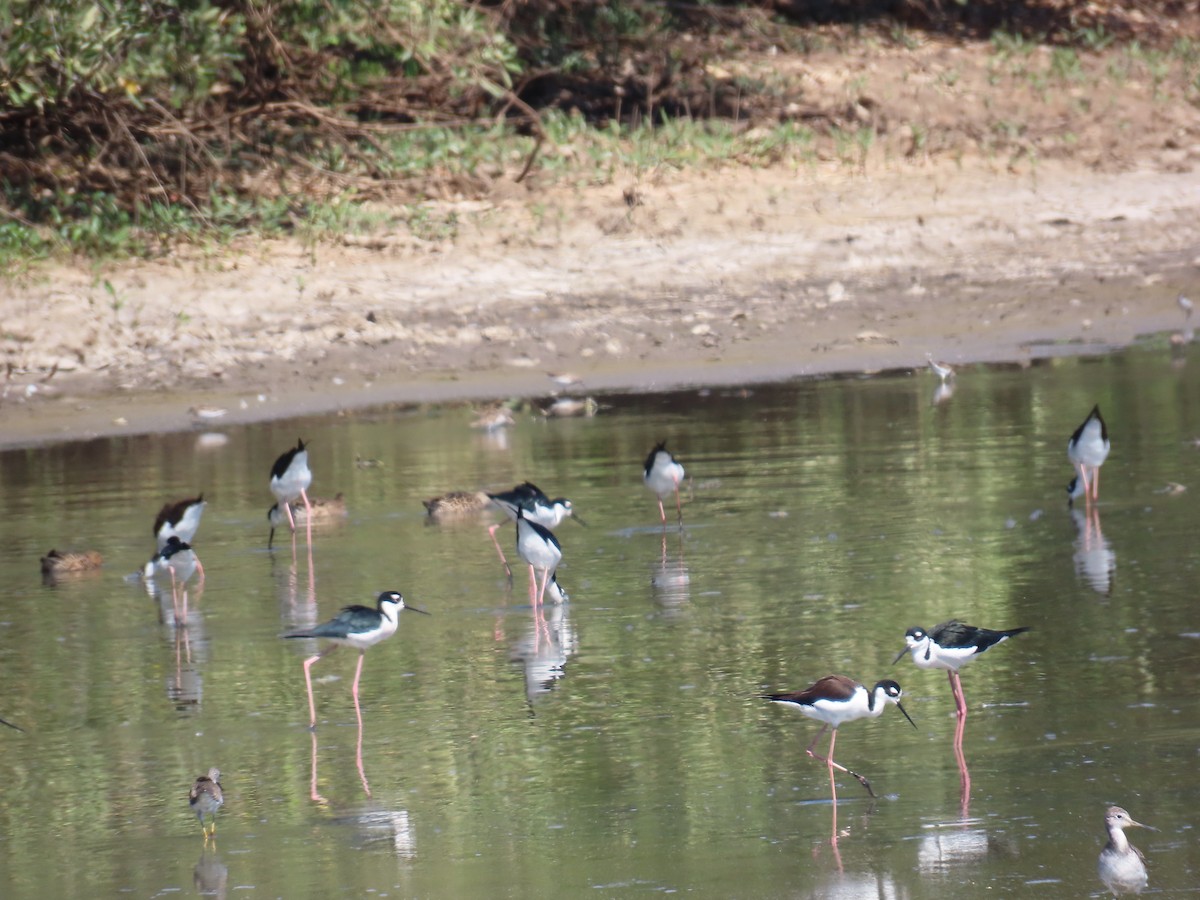 Black-necked Stilt - ML614196718