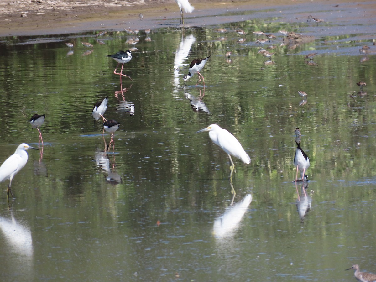 Snowy Egret - ML614196726