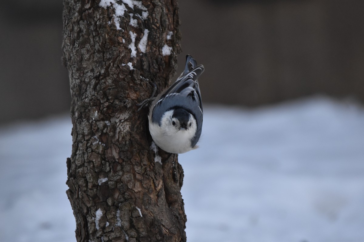 White-breasted Nuthatch - ML614196727