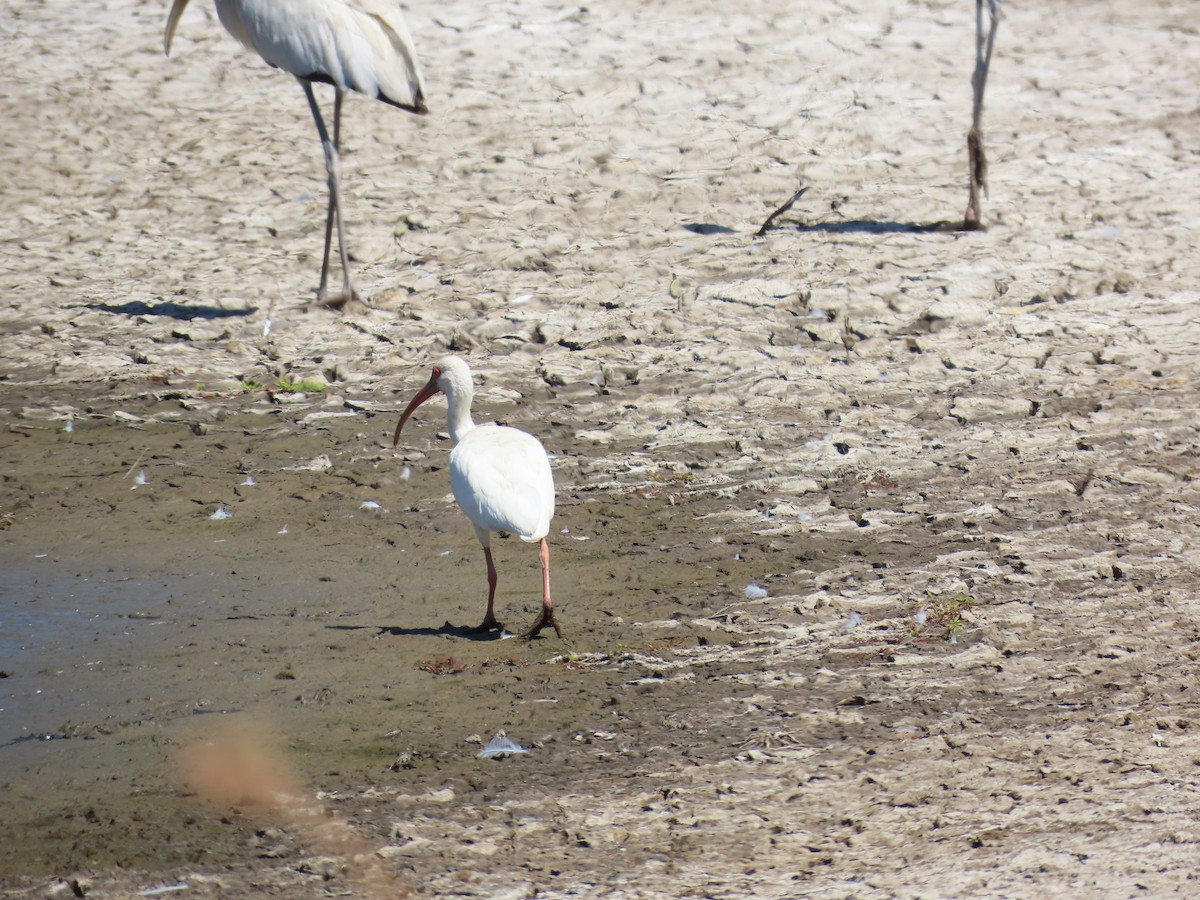 Ibis blanc - ML614196731