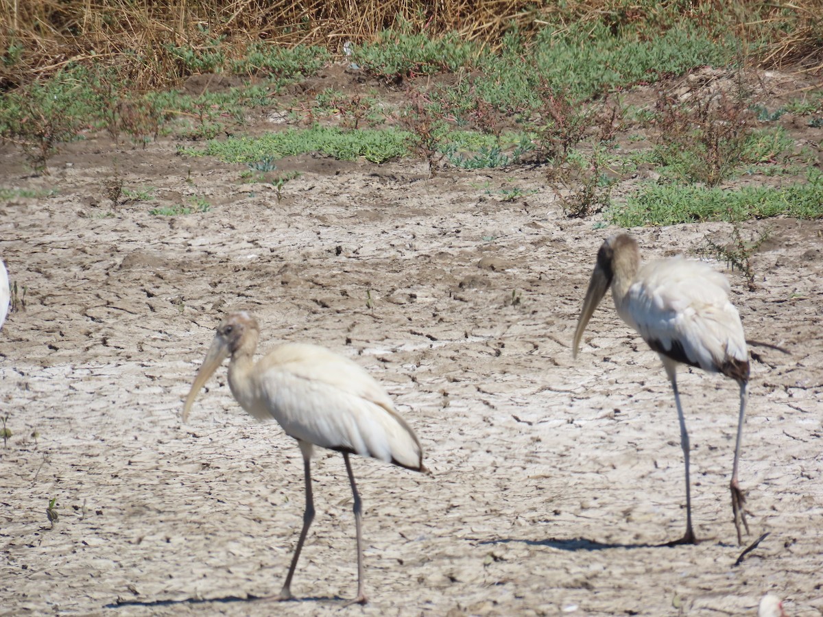 Wood Stork - ML614196736