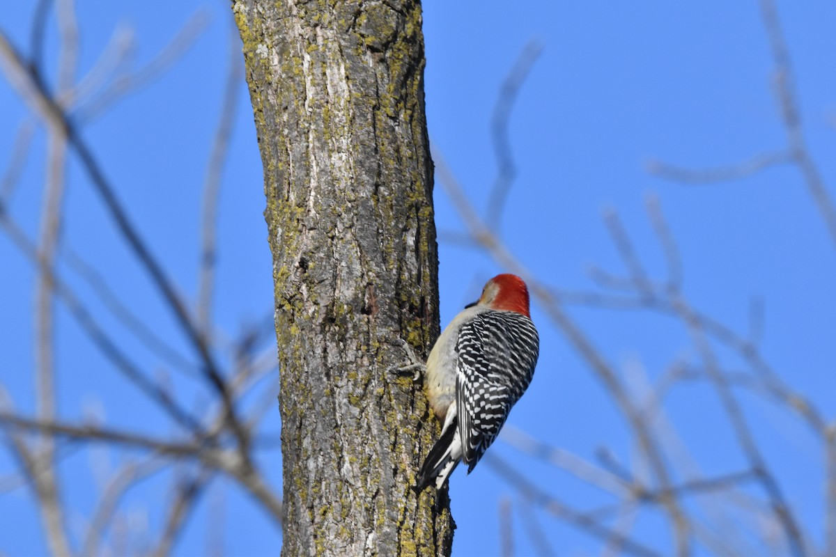 Red-bellied Woodpecker - ML614196739