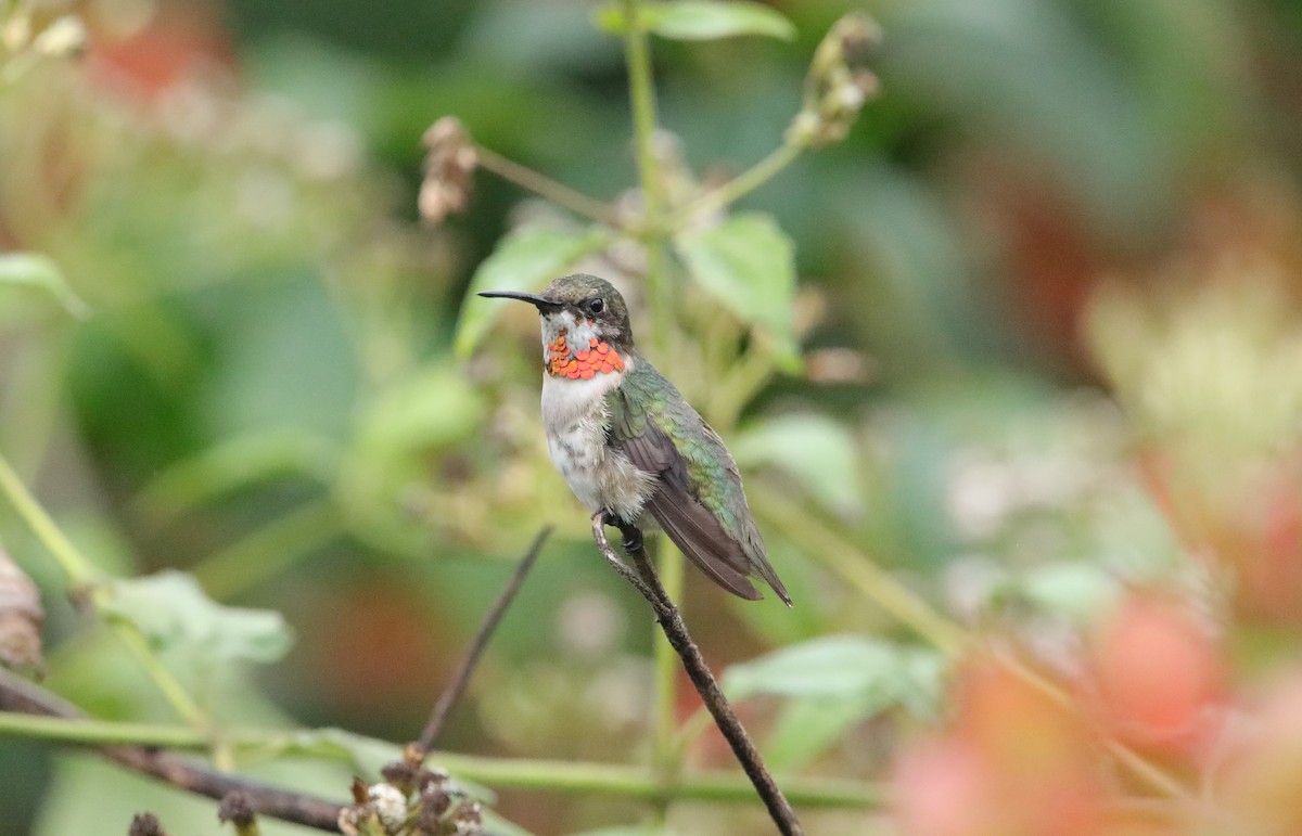 Ruby-throated Hummingbird - ML614196745