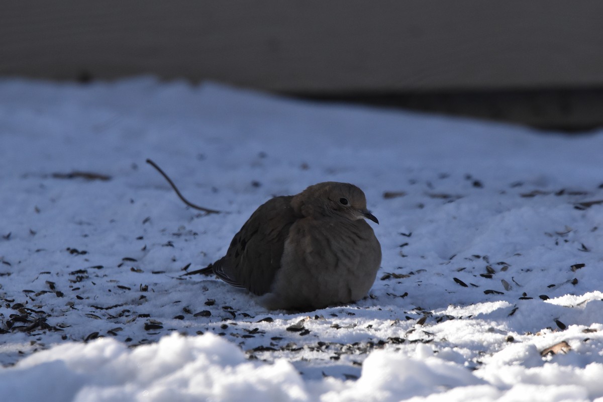 Mourning Dove - ML614196752