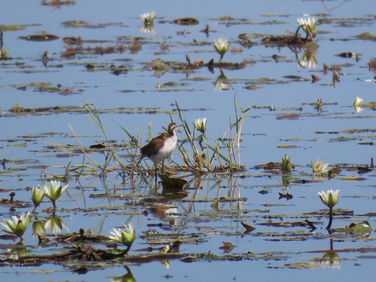 Northern Jacana - ML614196757