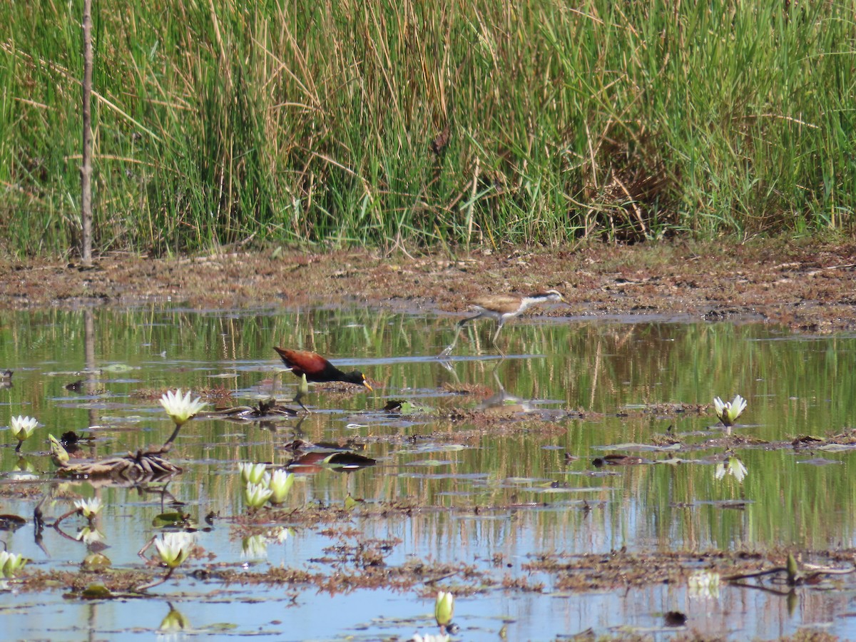 Jacana du Mexique - ML614196758