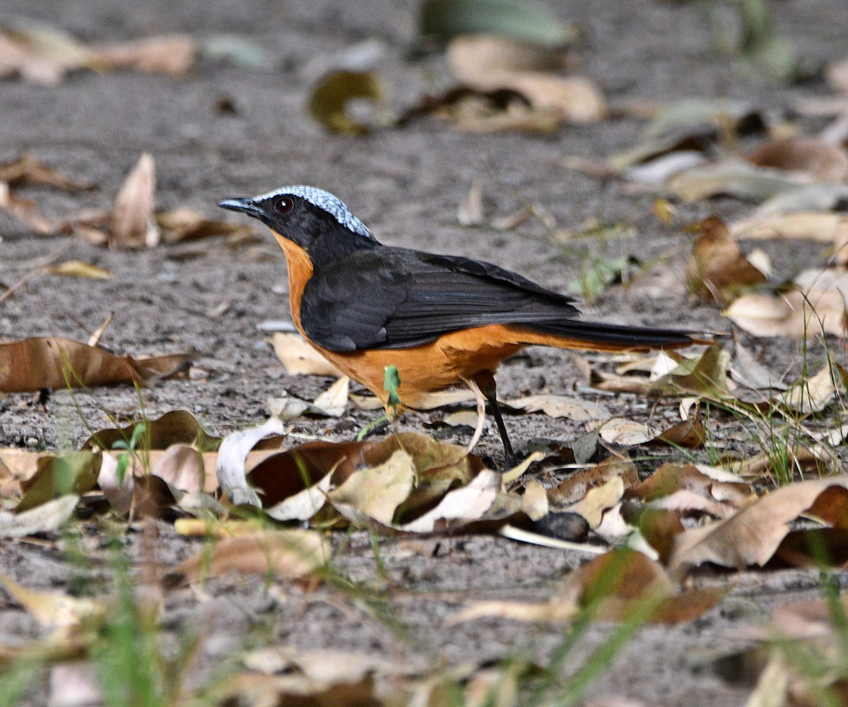 White-crowned Robin-Chat - ML614196761