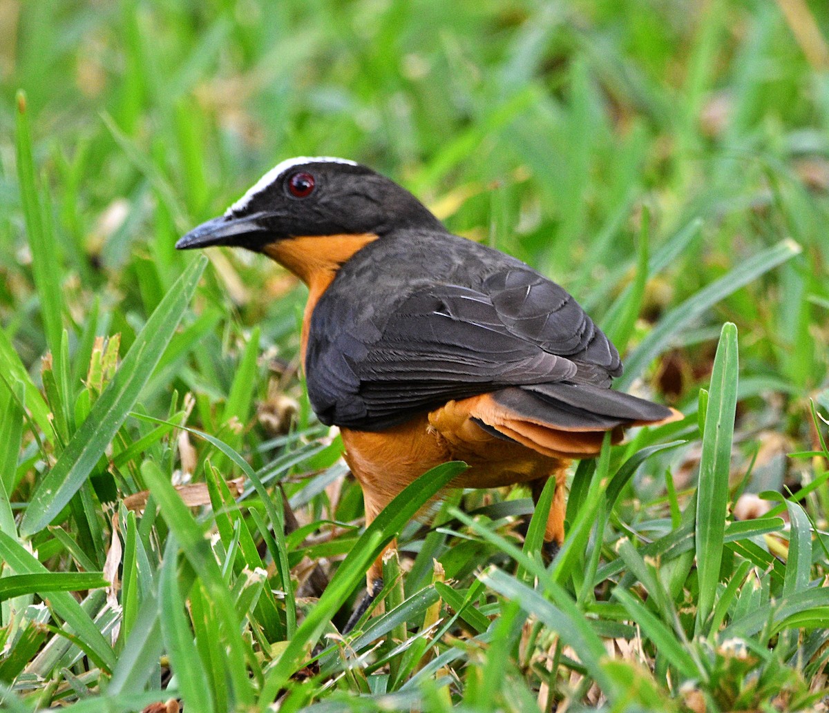 White-crowned Robin-Chat - Joao Freitas