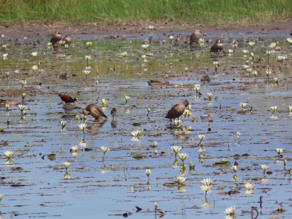 Blue-winged Teal - ML614196765