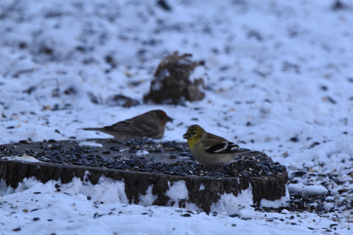 American Goldfinch - ML614196771