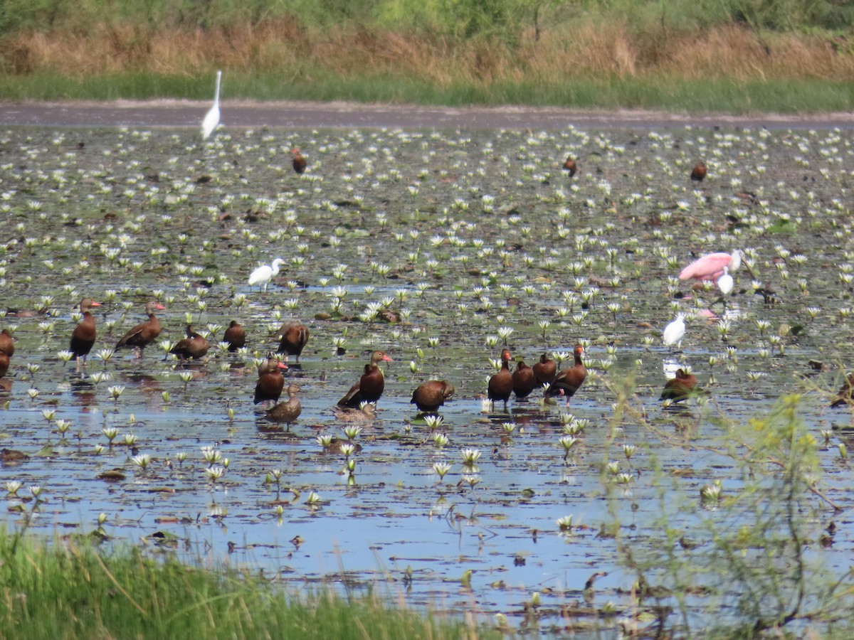 Black-bellied Whistling-Duck - ML614196781