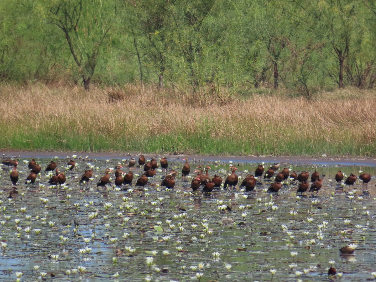 Black-bellied Whistling-Duck - ML614196782