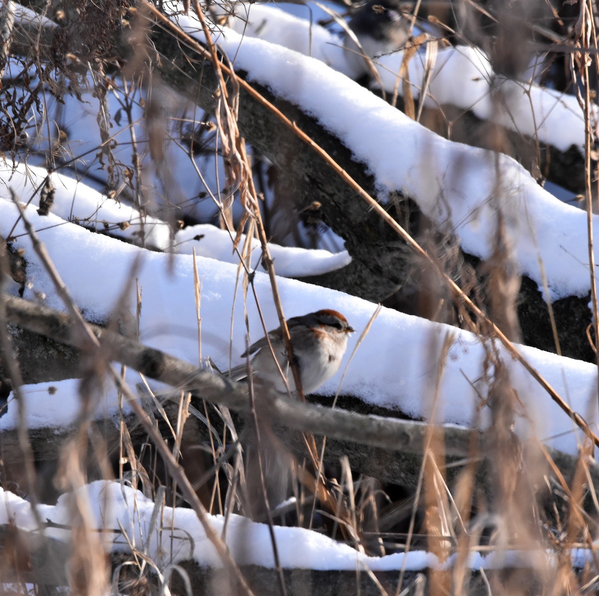 American Tree Sparrow - ML614196783