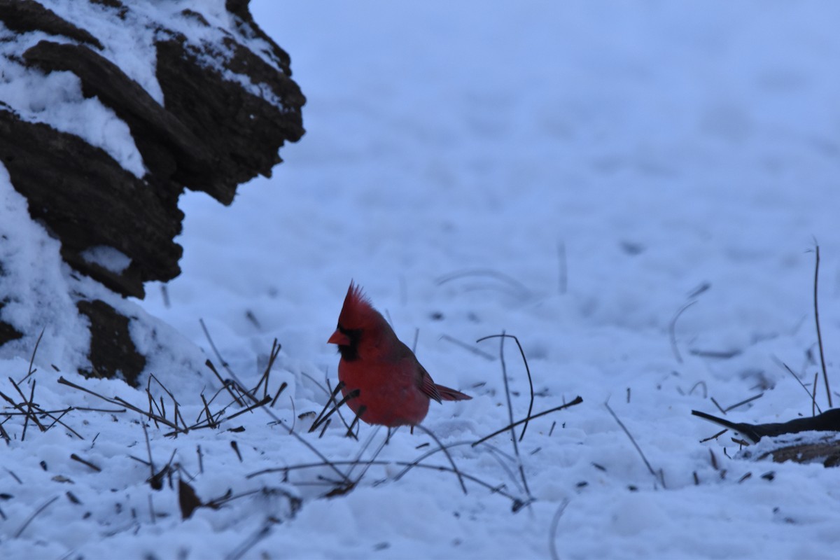 Northern Cardinal - ML614196794