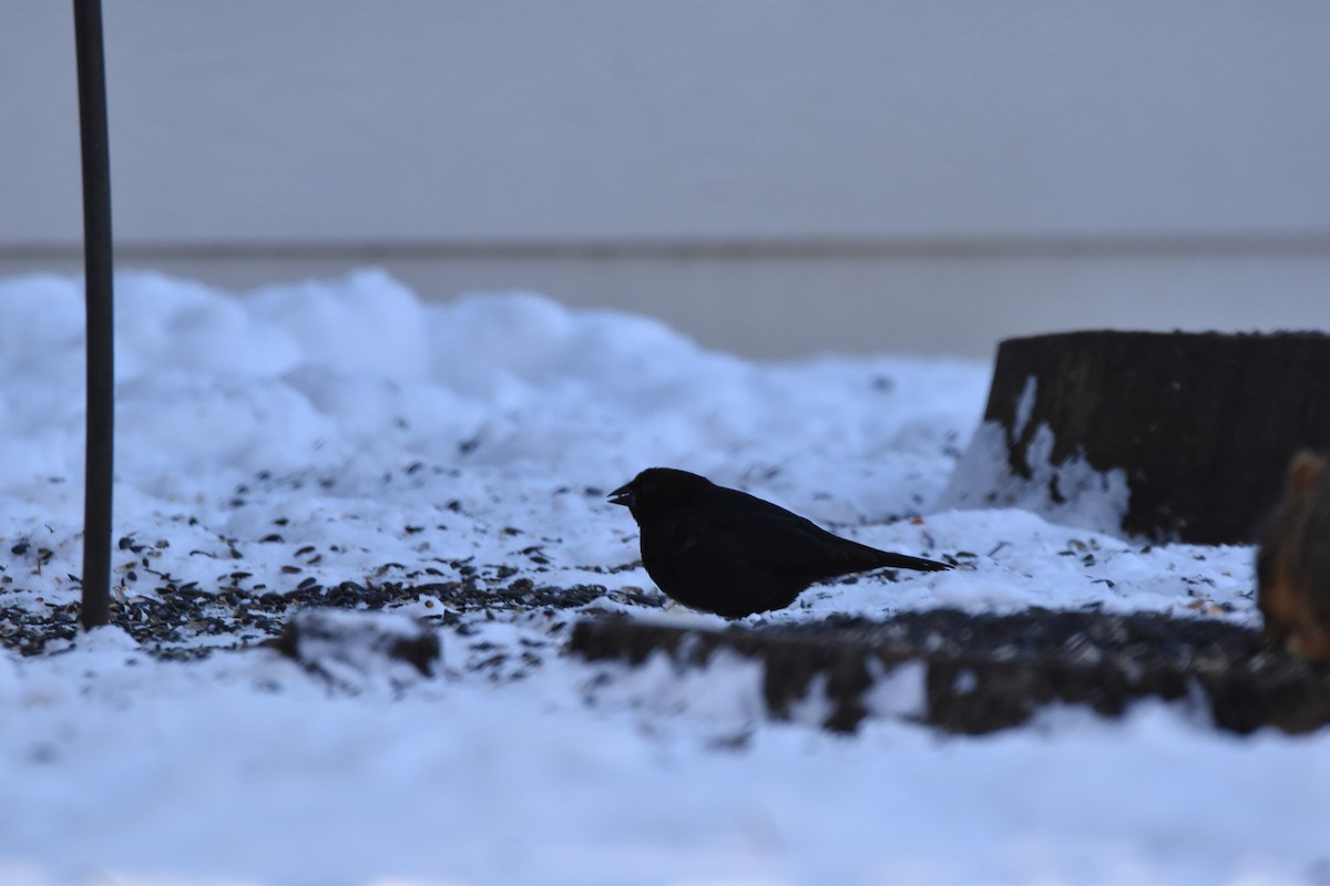 Brown-headed Cowbird - ML614196810