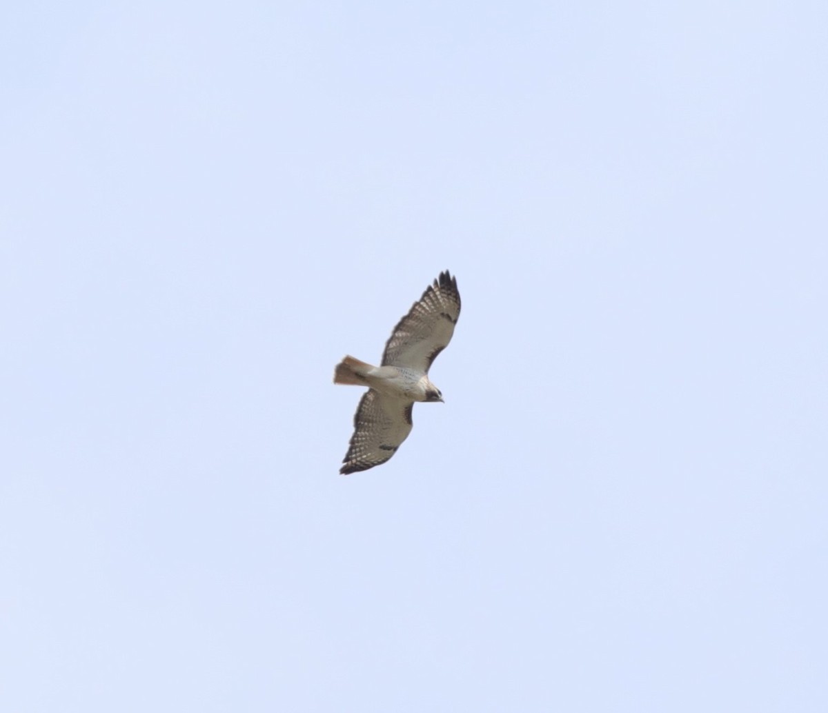 Red-tailed Hawk (umbrinus) - ML614196824